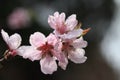 Peach blossomÃ¯Â¼ËAmygdalus persica LÃ¯Â¼â°